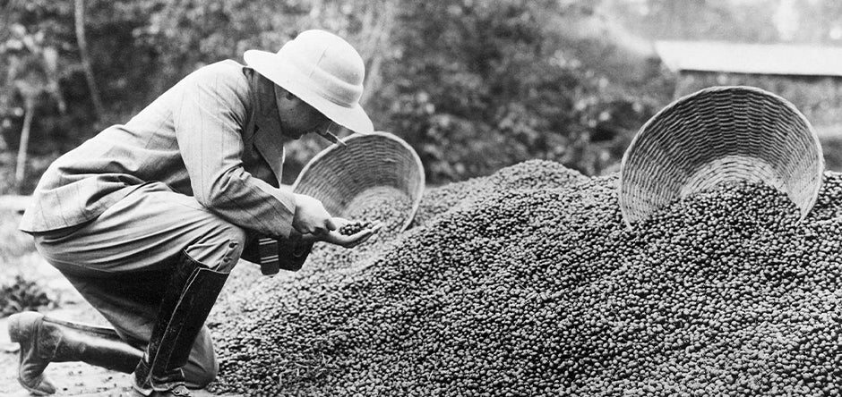 Imagine istorică cu selecția boabelor de cafea la începutul anilor 1900